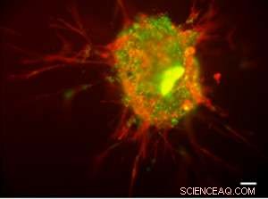 Stem Cell Research Paves Way for Breakthrough Treatments