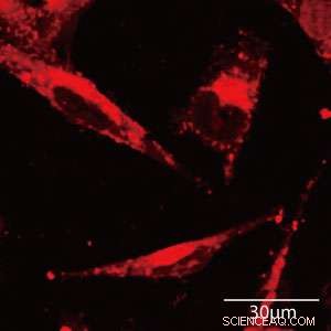 Stimuli‑Responsive Nanocapsules Precisely Target Drug Delivery to Tumor Sites