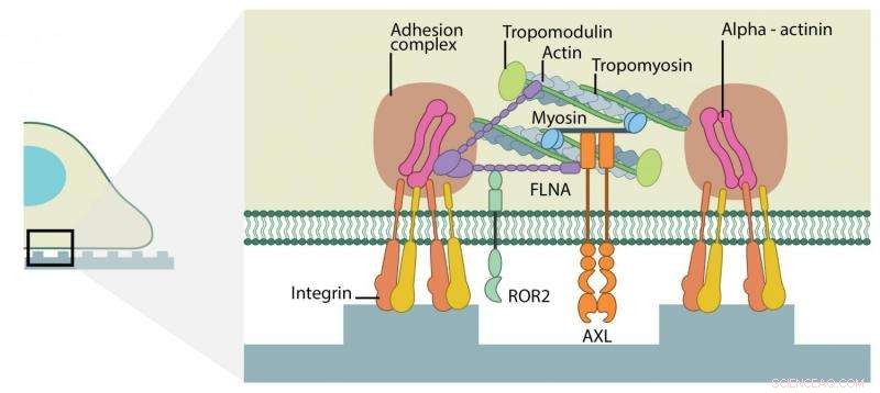 Receptor Tyrosine Kinases Direct Cellular Mechanosensing