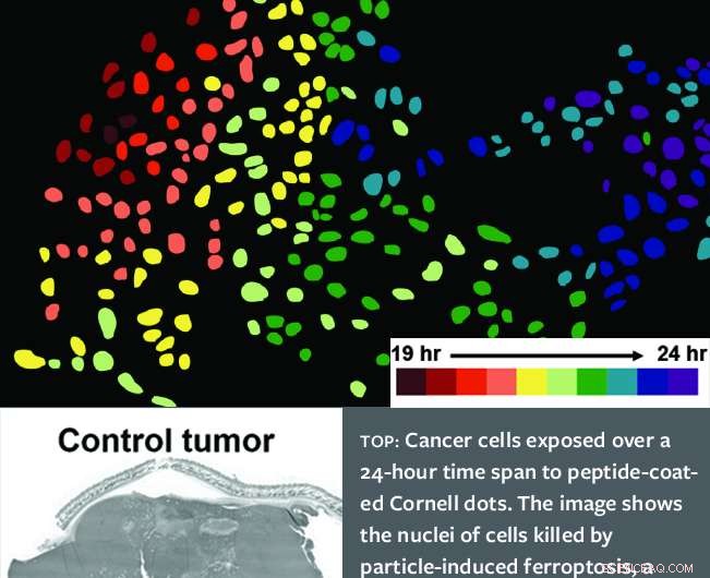 C-Dots: Cornell Nanoparticles Induce Tumor Cell Death, Promising New Cancer Therapy