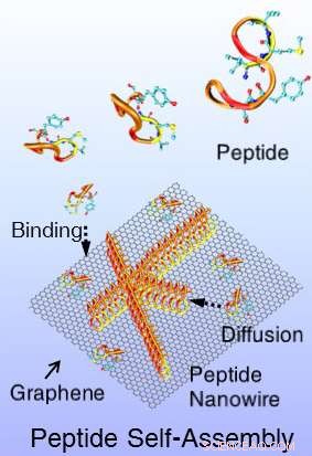Protein-Based Nanowires Bridge Chemical Gap in Bioelectronics