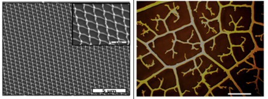Leaf‑Vein‑Inspired Nanotechnology: Advanced Electrodes for Energy Materials
