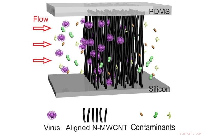 Revolutionary Carbon Nanotube Sensor Enables Ultra‑Sensitive Virus Detection and Identification