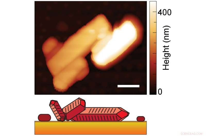 Infrared Imaging Reveals Nanoscale Molecular Arrangements in PTCDA Crystals
