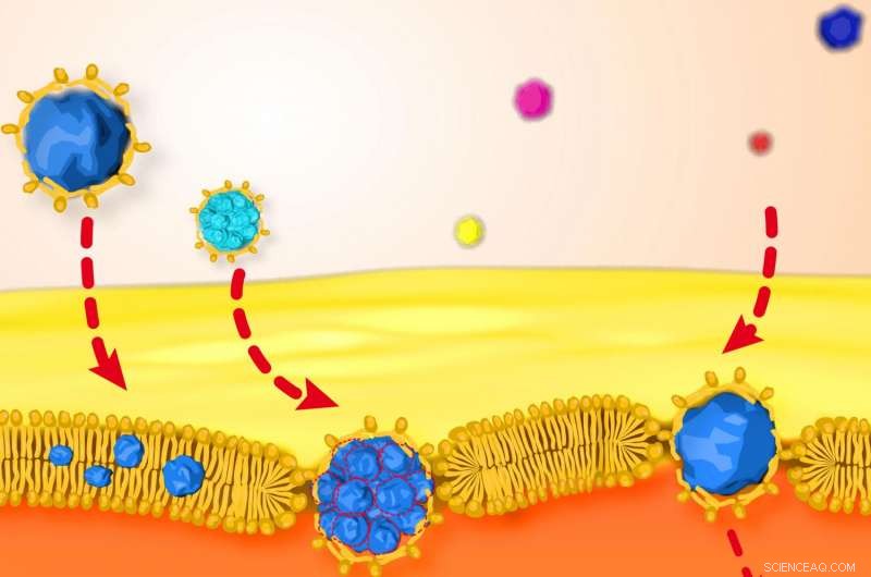 Physicists First Observe and Quantify Nanoparticle Passage Through Lipid Membranes