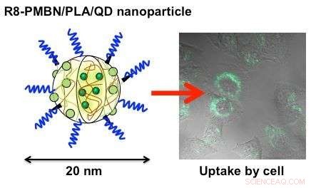 Revolutionizing Cellular Imaging: Polymeric Nanoparticles Reveal Intracellular Structures