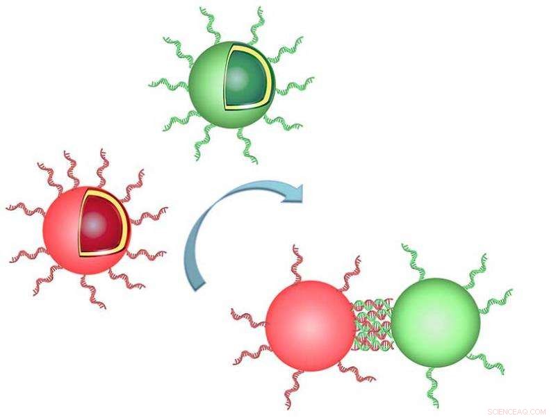 Scientists Mimic Nature to Assemble Organelle Clusters Using DNA-Linked Polymersomes