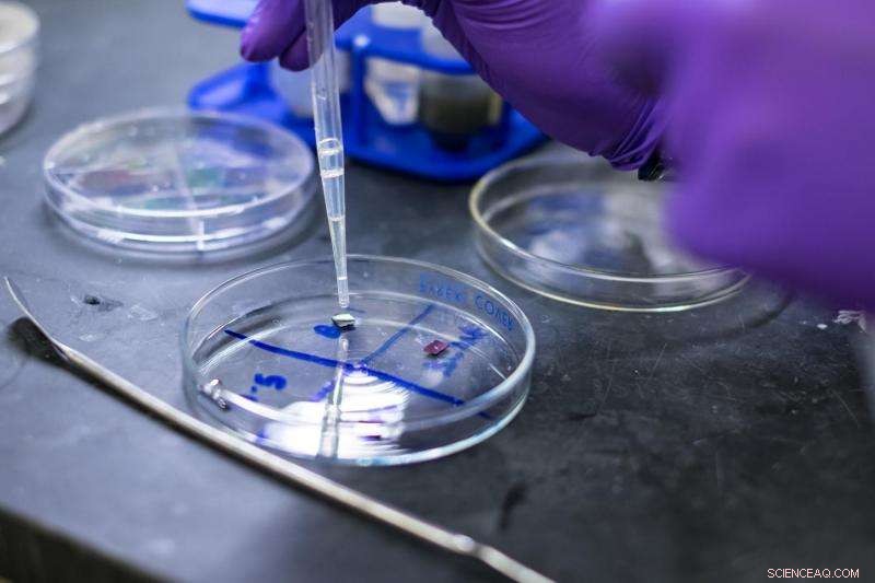 Metal‑Free Fluorinated Graphene Shows No Toxicity in Cell Culture Tests – A Safer Nanomaterial