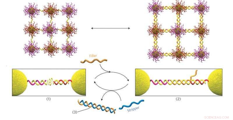 Scientists Engineer DNA-Powered Nanoscale Muscles for Precision Applications