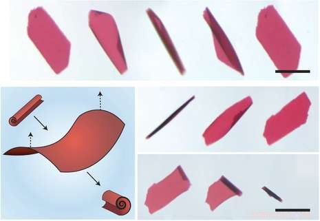 Scientists Engineer DNA-Powered Nanoscale Muscles for Precision Applications
