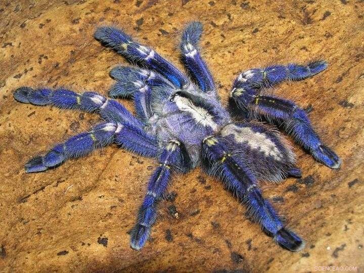 Blue Tarantula Microscopy Reveals Nanostructure Secrets for Advanced Color Production
