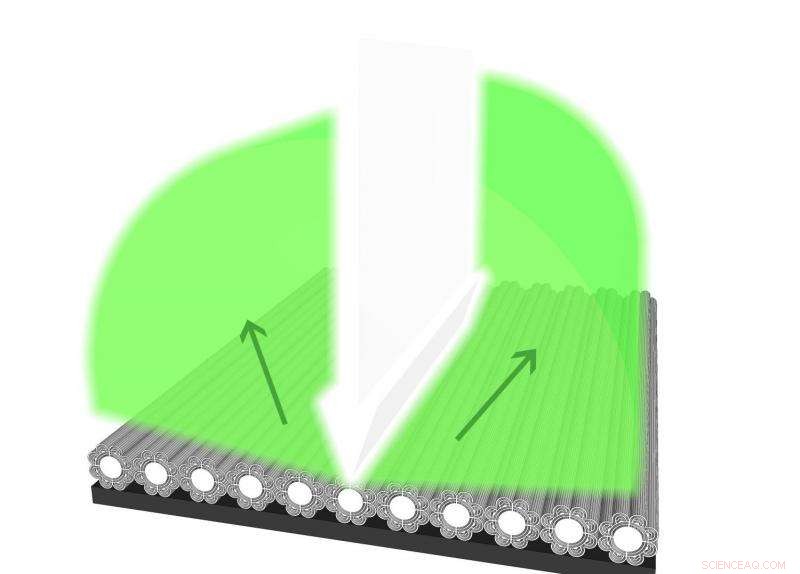 Blue Tarantula Microscopy Reveals Nanostructure Secrets for Advanced Color Production
