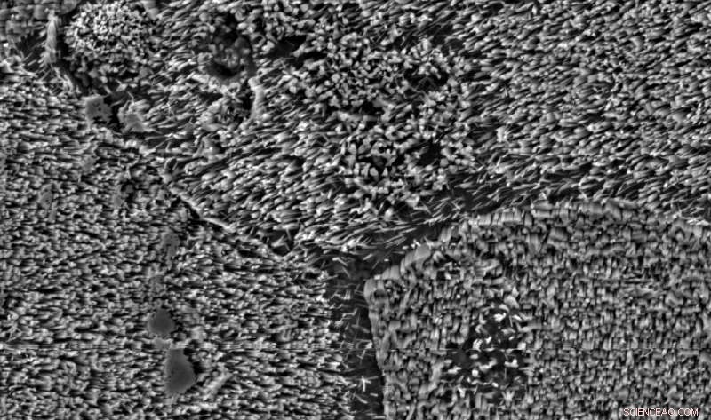 New LED Technology Could Revolutionize Water Purification in Remote Areas