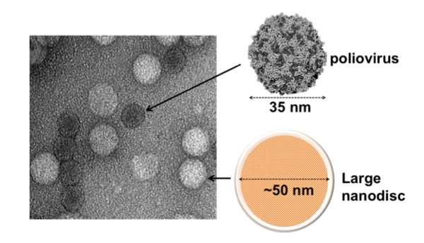 Building Better Nanodiscs: A New Tool Unveils Viral Infection Dynamics