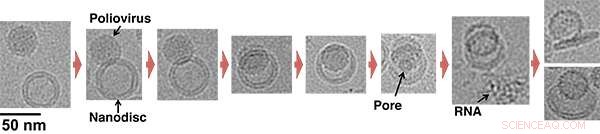 Building Better Nanodiscs: A New Tool Unveils Viral Infection Dynamics