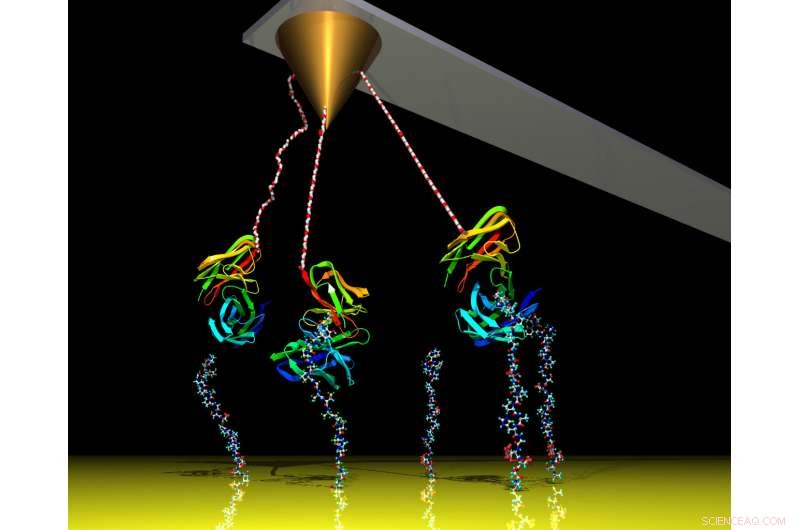 Enhancing Atomic Force Microscopy: Capturing Molecular Dynamics in Slow Motion with White Noise