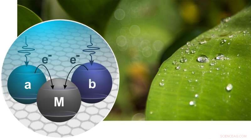Scientists Fuse Quantum Physics with Photosynthesis, Pioneering Breakthrough Toward Ultra‑Efficient Solar Cells