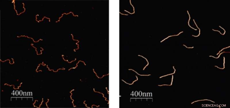 Scientists Forge Silver Nanowires Using DNA Templates