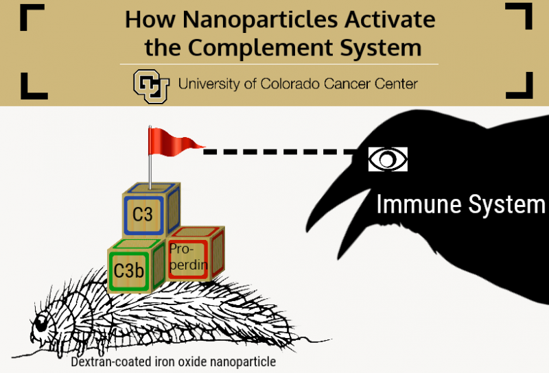 Protecting Nanoparticle Carriers from Immune System Clearance