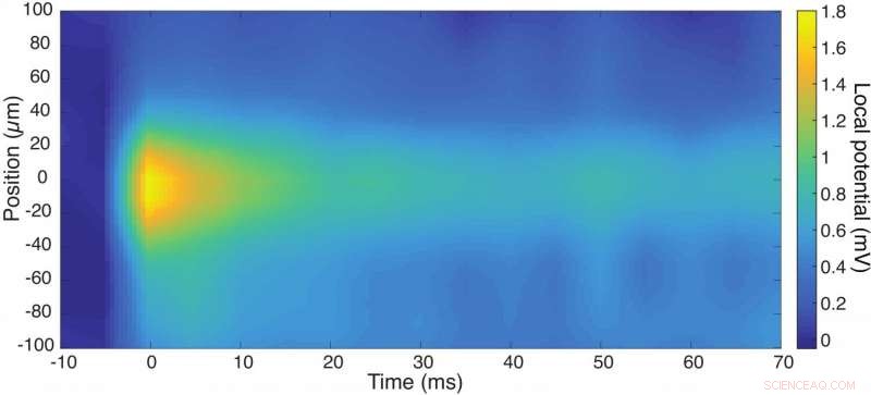 Graphene-Based Imaging Platform Illuminates Heart and Nerve Cell Electrical Signaling