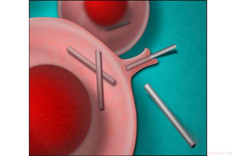 Researchers Reveal Cellular Mechanisms for Silicon Nanowire Uptake