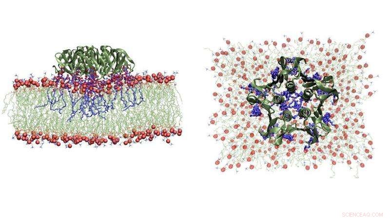 Shigella Bacteria Hijack Cellular Endocytosis to Infect Cells