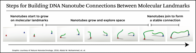 DNA Nanotubes Construct a Bridge Between Molecular Posts—See the Live Video