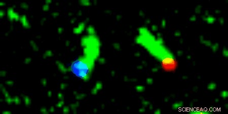 DNA Nanotubes Construct a Bridge Between Molecular Posts—See the Live Video