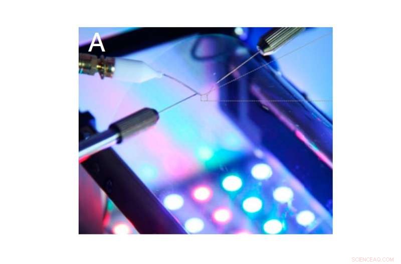 New 2D Semiconducting Polymer Network Paves Way for Transparent, Flexible Electronics