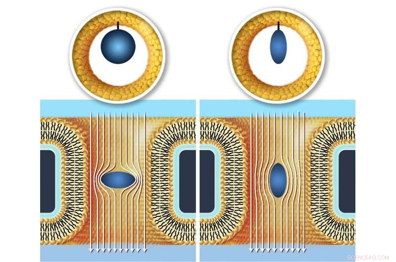 5-D Protein Fingerprinting: New Pathways for Alzheimer’s and Parkinson’s Insights