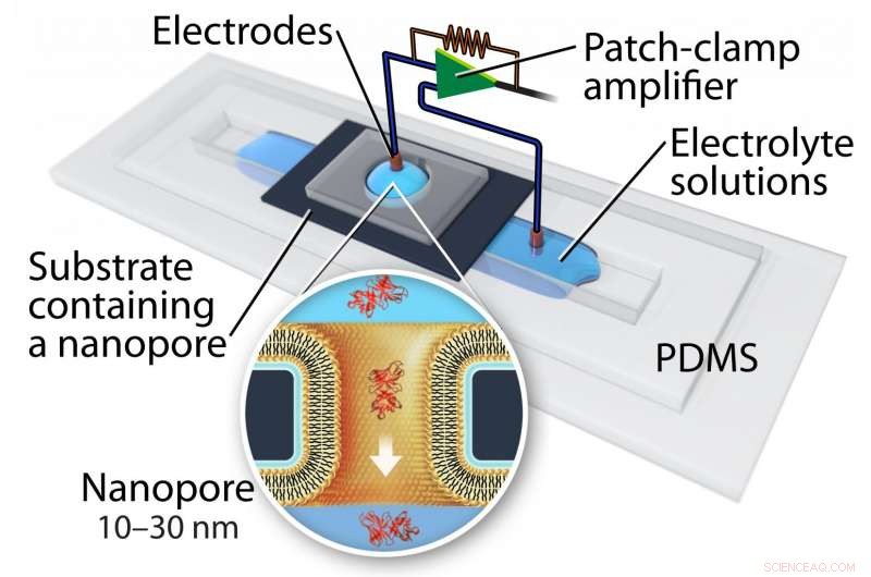 5-D Protein Fingerprinting: New Pathways for Alzheimer’s and Parkinson’s Insights