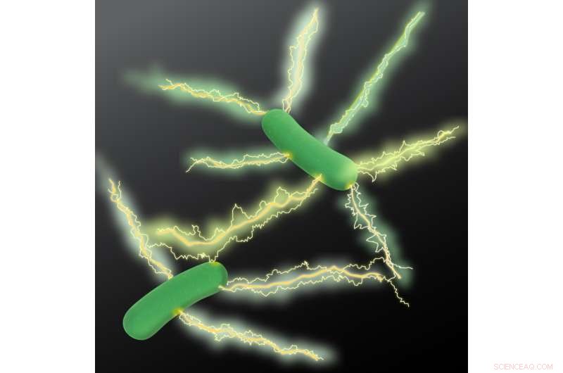 UMass Amherst Discovers Potomac Microbe Producing Superior Conductive Nanowires for Green Electronics