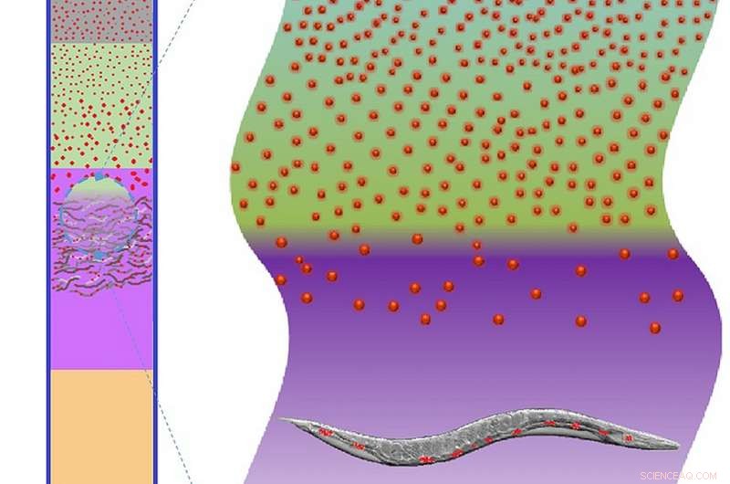 Team Revamps 1950s Sucrose Gradient Method to Remove Nanoparticles from Organisms