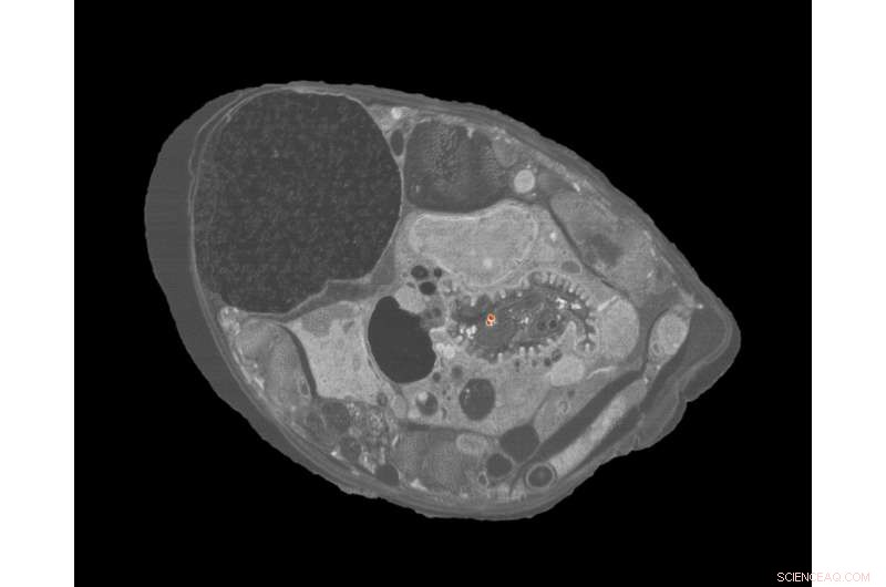 Team Revamps 1950s Sucrose Gradient Method to Remove Nanoparticles from Organisms