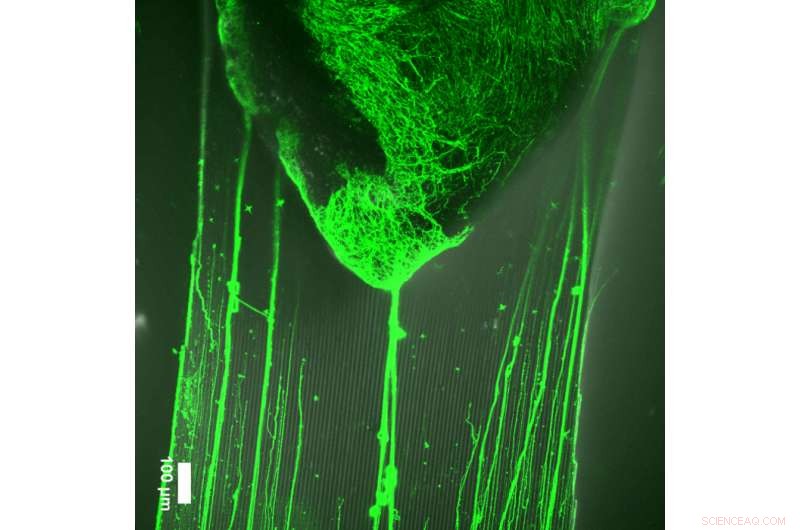 Nanometric Imprinting on Optical Fibers: EPFL s Breakthrough in Neural Guidance