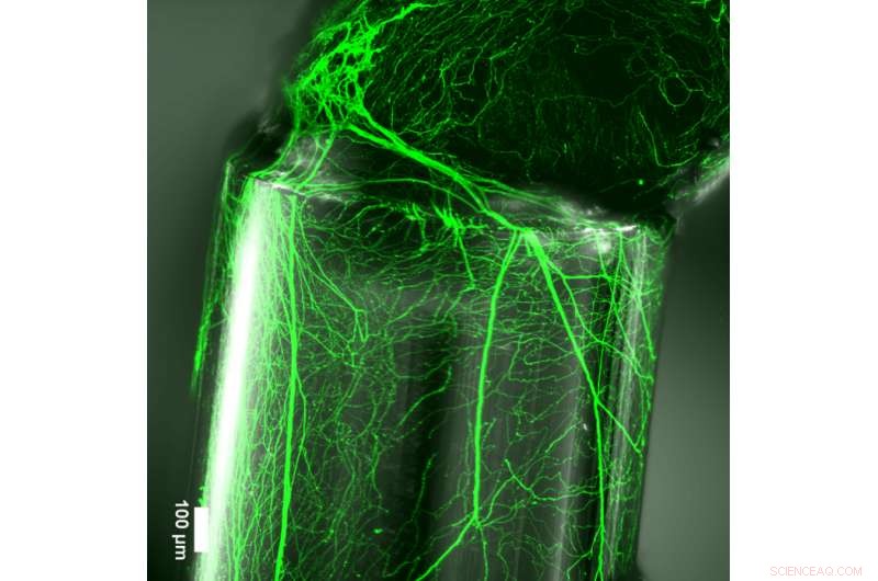 Nanometric Imprinting on Optical Fibers: EPFL s Breakthrough in Neural Guidance