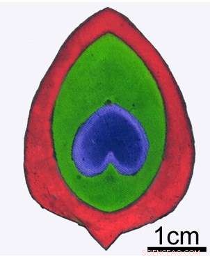 Peacock-Inspired Natural Dyes Offer Sustainable Alternative to Traditional Clothing Colorants
