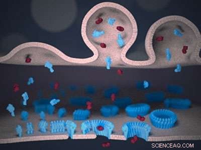 Immune System Defense in Action: How Lymphocytes Target Cells