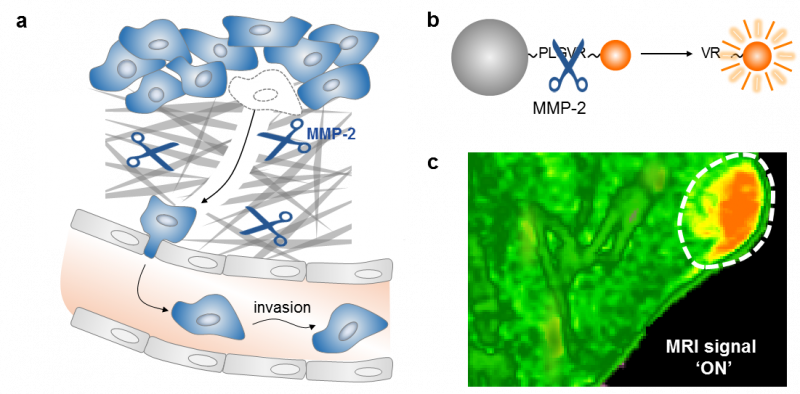 Researchers Launch Innovative Platform to Surpass MRI Contrast Agent Limitations