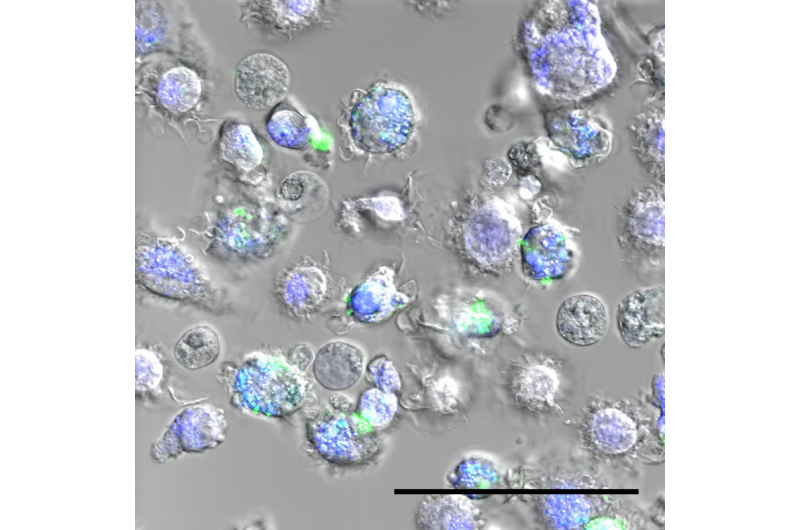 Revolutionary Screening Method Identifies the Best Nanoparticles for Medicine