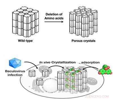 Engineering In-Cell Protein Crystals into Precise Molecular Sieves