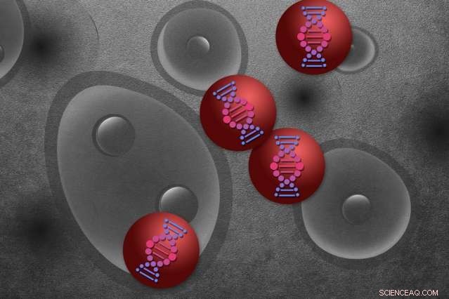 Rapid Nanoparticle Screening Accelerates Drug Development