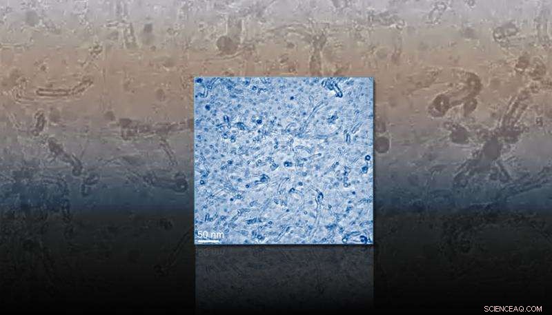 Advancing Nanotube Growth: A Breakthrough in Carbon Nanotube Fabrication