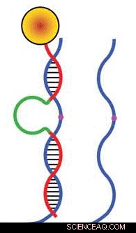 New Super‑Resolution Imaging Deciphers DNA Nanowalker Mechanism
