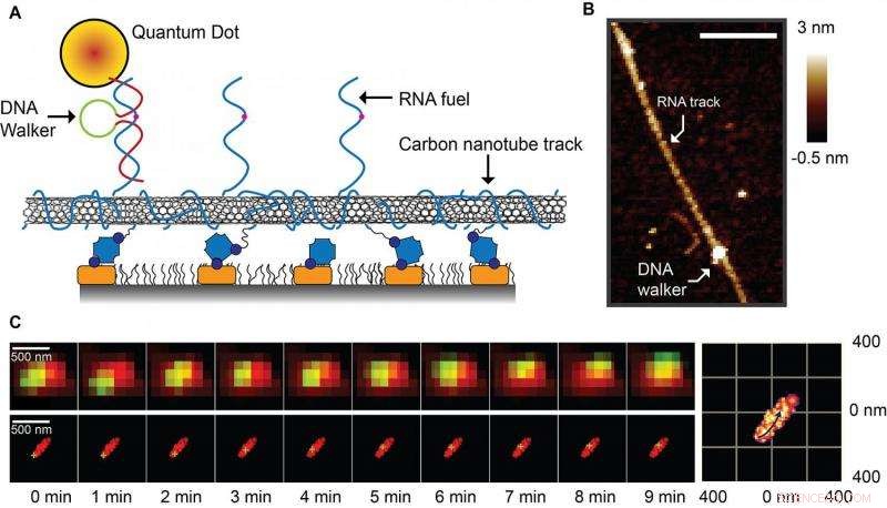 New Super‑Resolution Imaging Deciphers DNA Nanowalker Mechanism
