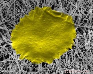 Innovative Nanofiber Matrix Enhances Stem Cell Growth for Advanced Regenerative Therapies
