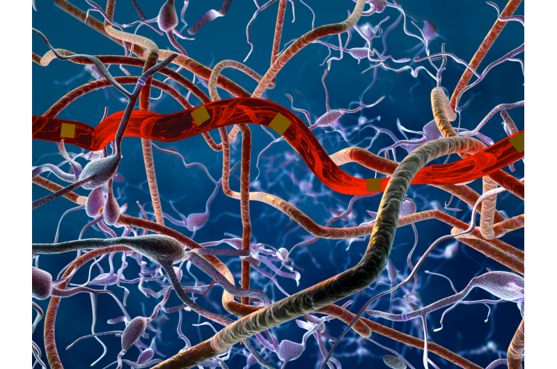 Ultra‑Flexible Neural Probes Achieve Scar‑Free, Reliable Brain Integration