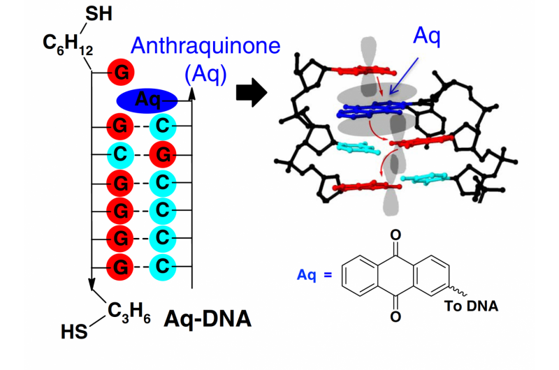 Harnessing DNA for Cutting-Edge Nanoelectronics