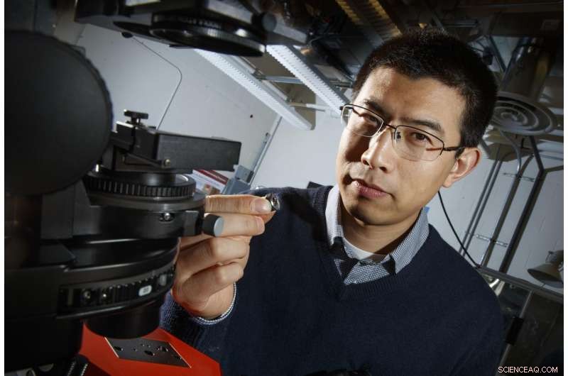 Scientists Decode Beetle Shell’s Nanoscale Architecture