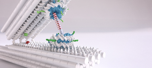Scientists Use DNA Nano-Tweezers to Quantify Forces Between Nucleosomes